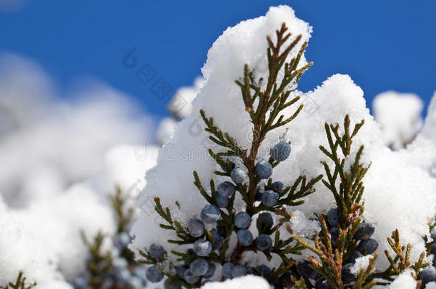 雪落在青松浆果上