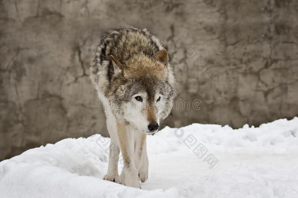 冬天的灰太狼
