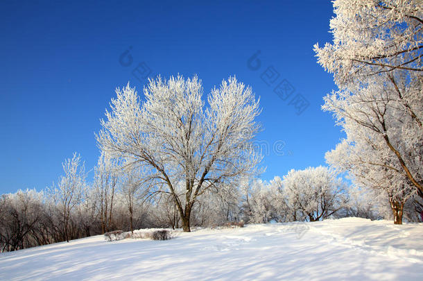 蓝天下的冰雪冬季公园