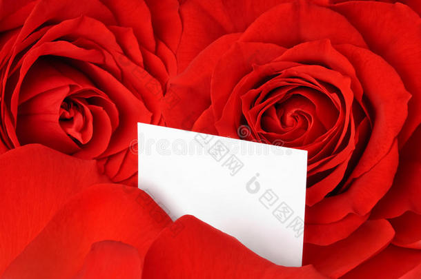红玫瑰和花瓣中间的情人节卡片