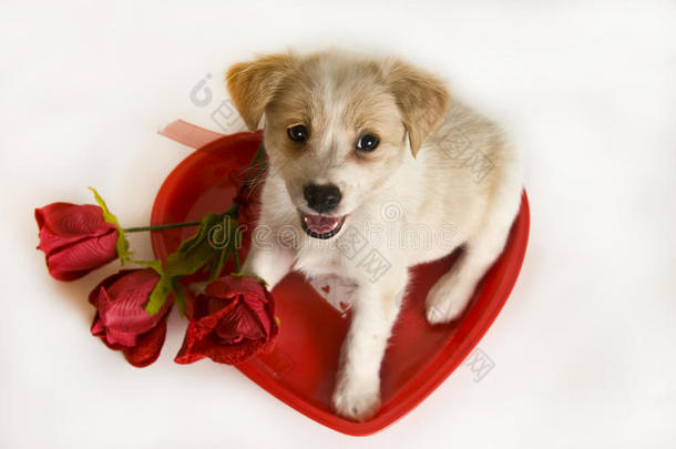 情人节带着爱心和玫瑰的小狗
