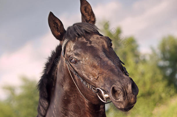 神奇黑种马的肖像