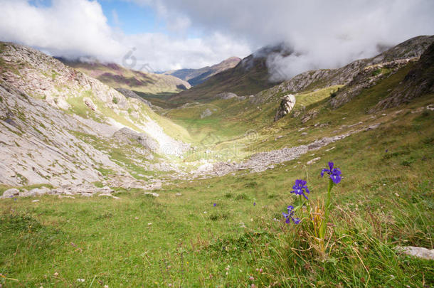 高山花卉