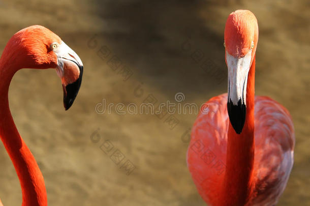 粉红火烈鸟，野生动物