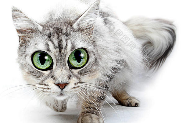 大眼睛搞笑猫