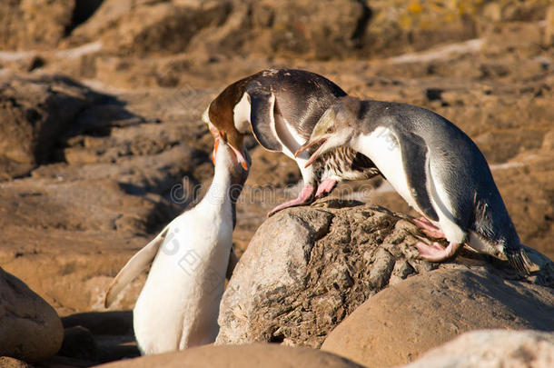 新西兰黄眼企鹅或海狗喂养幼鸟