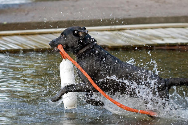 带浮标的狗跳入水中