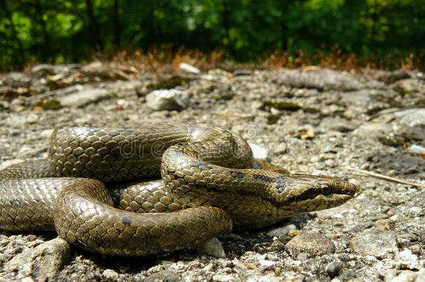 科罗内拉奥斯特里亚卡-光滑的蛇