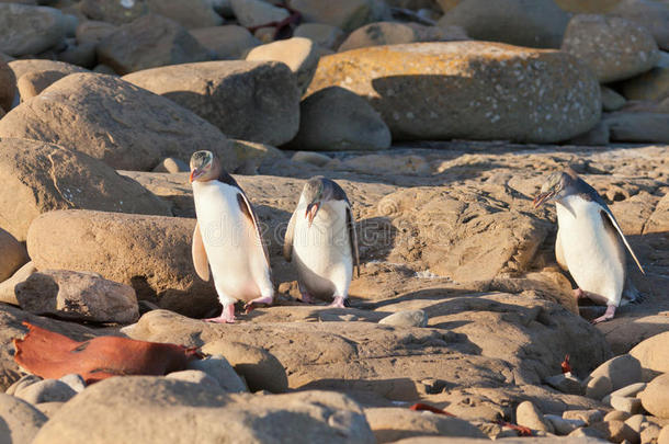 岸上的新西兰黄眼企鹅或海霍家族