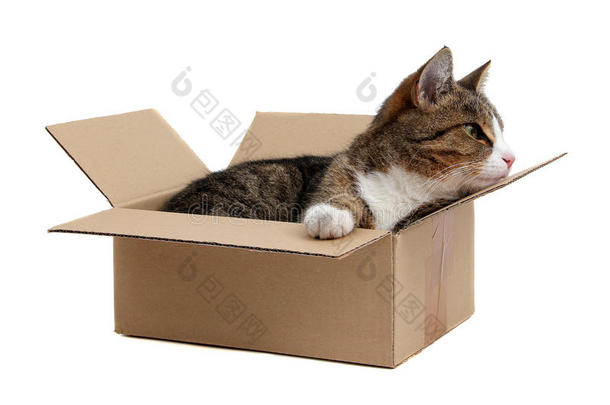盒子里的史努比小猫
