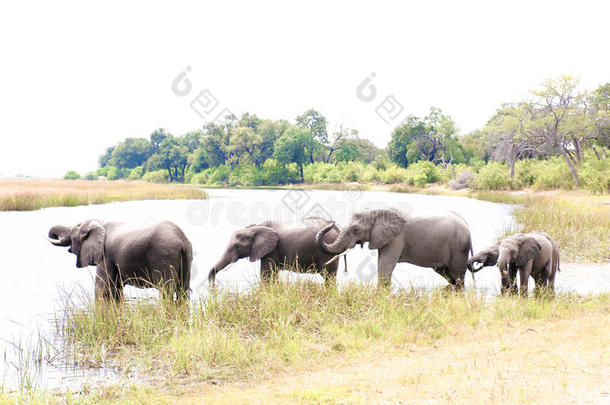 在非洲博茨瓦纳，喝大象<strong>排队</strong>