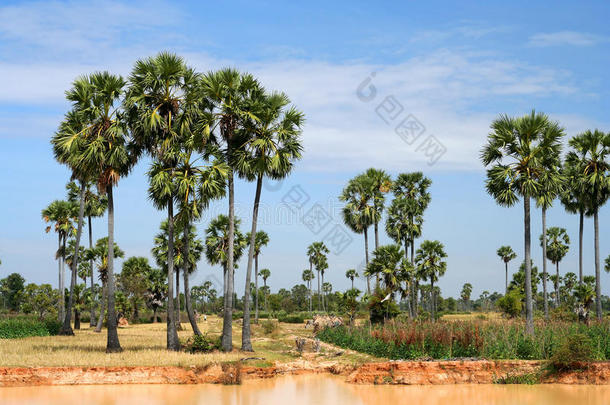 亚洲亚洲的棕色的柬埔寨柬埔寨人