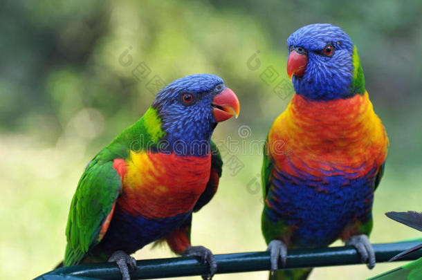 澳大利亚黄金海岸彩色彩虹<strong>萝莉</strong>鸟