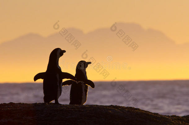 清晨阳光下的非洲企鹅
