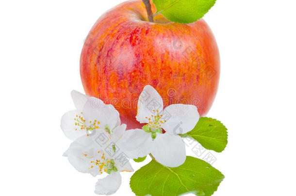 成熟的红苹果和苹果树花
