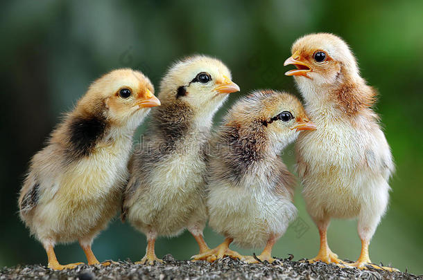 四只可爱的小鸡
