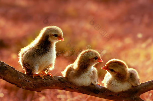 三只可爱的小鸡