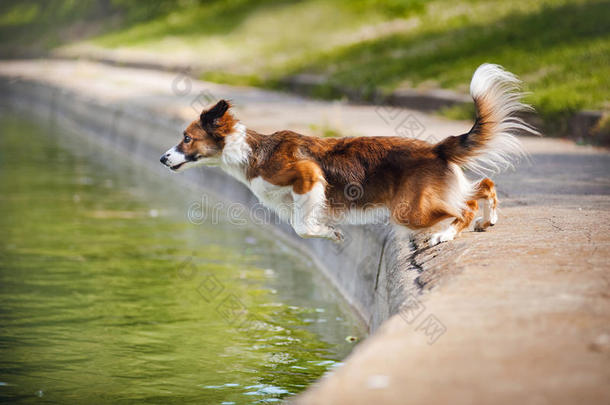 狗界牧羊犬<strong>跳入</strong>水中