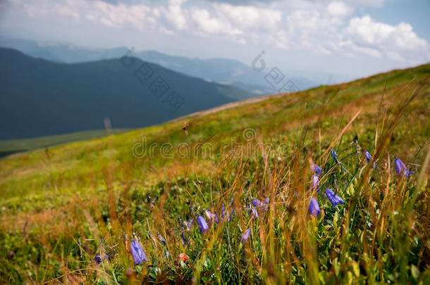 花草地