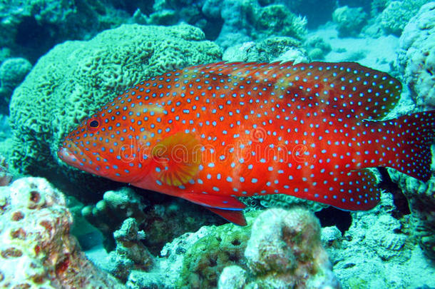 埃及红海珊瑚石斑鱼