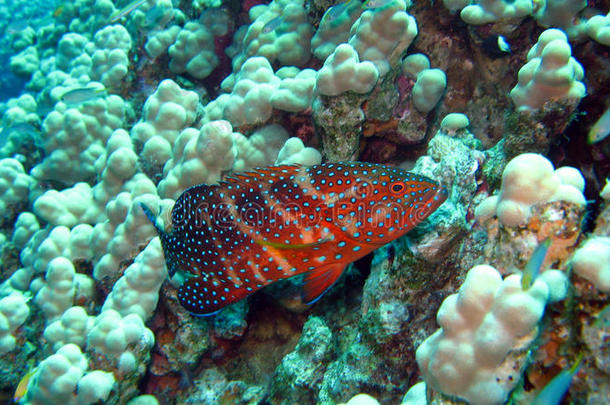 埃及红海珊瑚石斑鱼