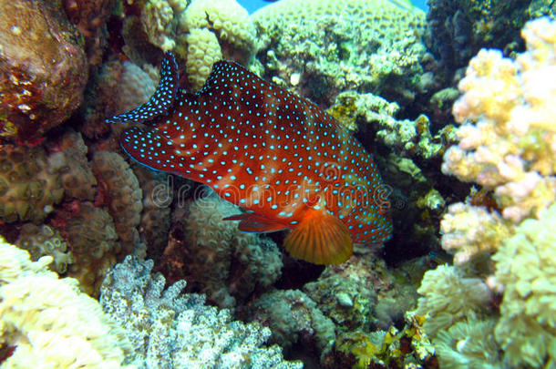 埃及红海中的珊瑚石斑鱼