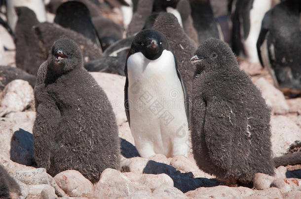 小阿黛丽企鹅和它们的妈妈