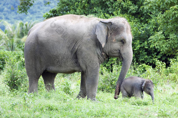 母亲和她的小象