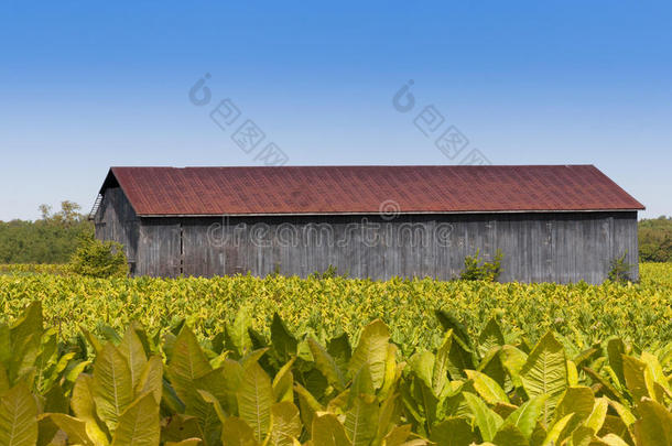 谷仓和<strong>烟草种植</strong>场的景观。