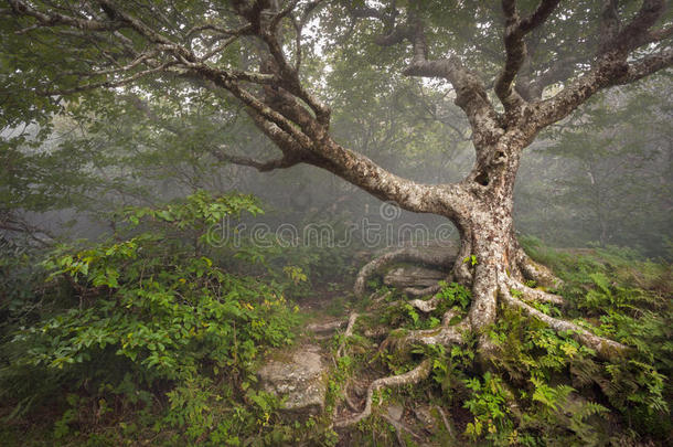 奇幻童话树奇幻森林雾北卡罗来纳州