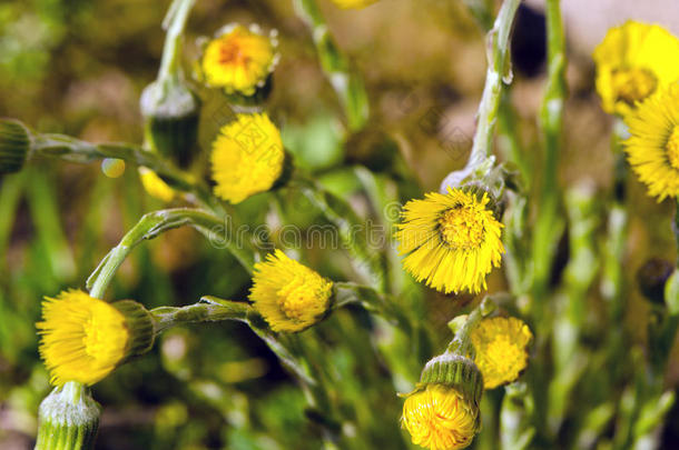 秋葵（tussilago farfara）春季开花