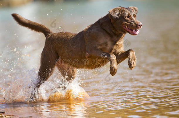 棕色拉布拉多猎犬<strong>跳入</strong>水中