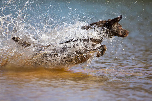 棕色拉布拉多猎犬<strong>跳入</strong>水中