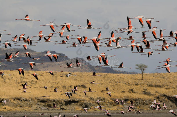 火烈鸟在坦桑尼亚的纳顿湖飞翔