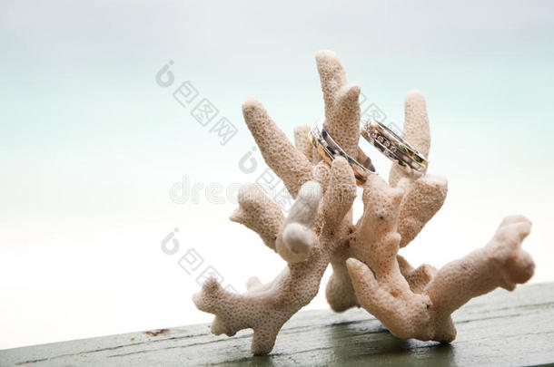 海边珊瑚上的两枚结婚戒指