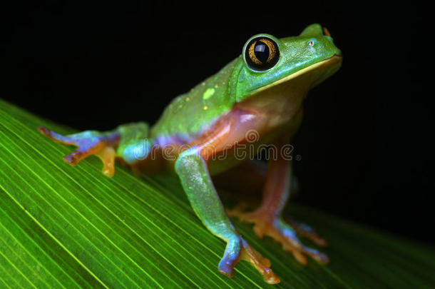 热带雨林树蛙