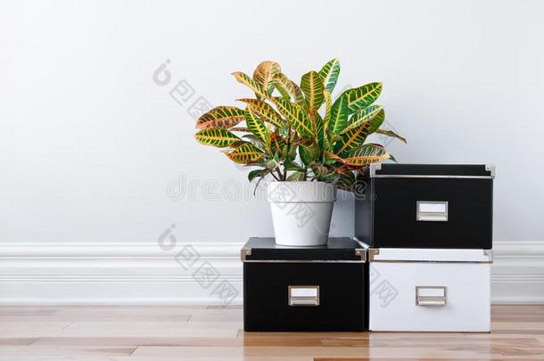储藏箱和室内绿色植物