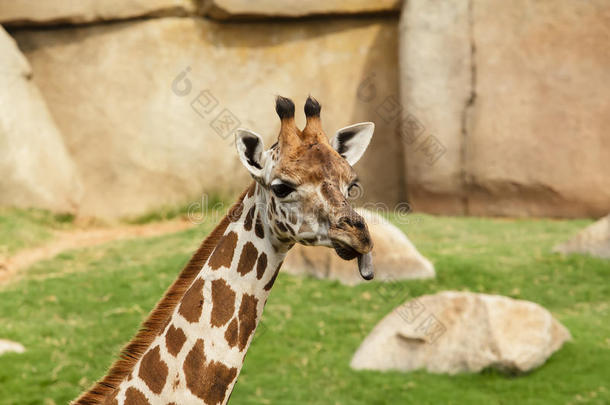 长颈鹿伸出舌头的肖像