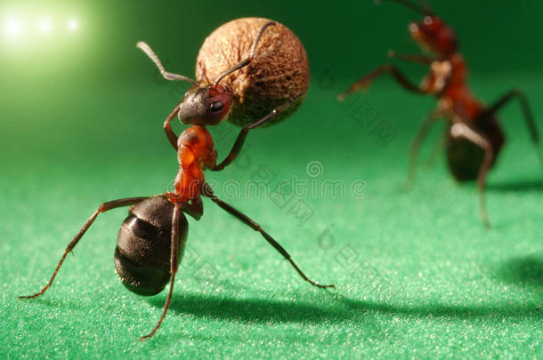 蚂蚁队夜场足球赛