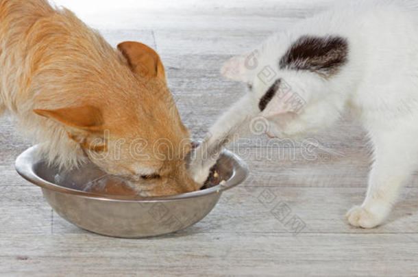 猫在狗碗里自救