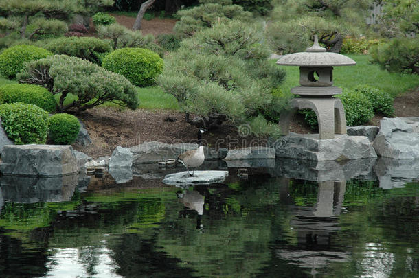 野生动植物和日本花园