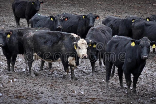 动物横幅牛肉奶牛农场