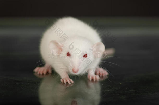 一只小白鼠的画像