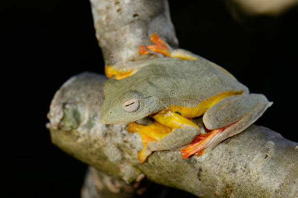 双斑树蛙（rhacophorus bipunctatus）