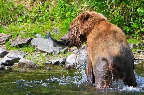 阿拉斯加棕熊捕鱼