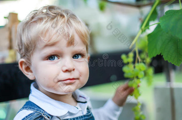 小男孩吃葡萄