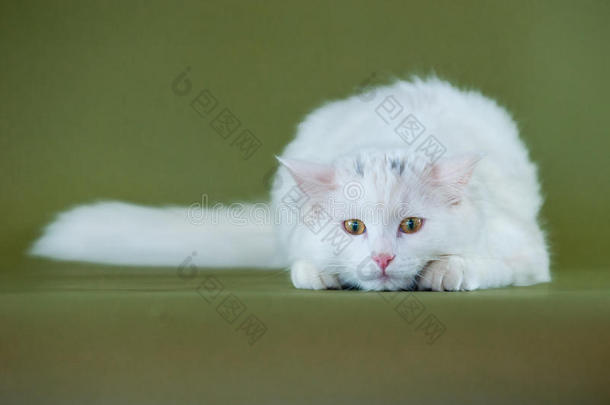 <strong>值班</strong>的白色小猫