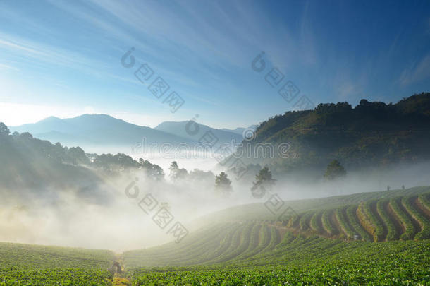 美丽的草莓农场和山雾中的登山者