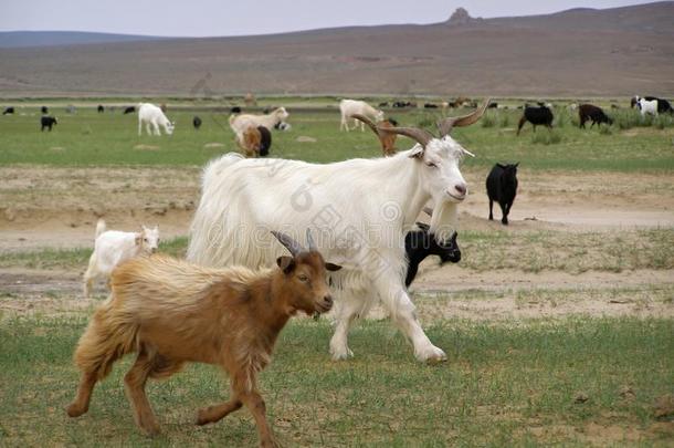 山羊，蒙古风光