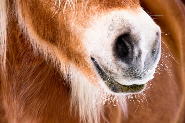 马匹细节（85）鼻子和鼻孔